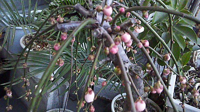 ume2