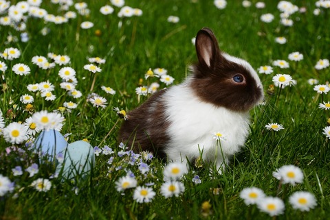 animal-bright-bunny-372166