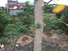 新芽が出ている銀杏