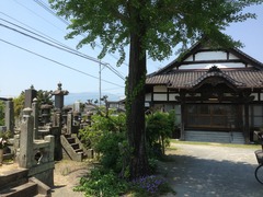 勝厳寺のイチョウの木