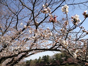 IMG_9960