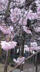 桜1