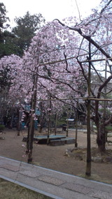 桜2