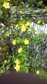 菜の花3