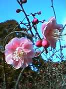 9c04f59f.jpg