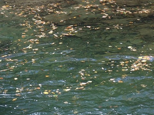 PA080115