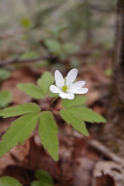 P5255654