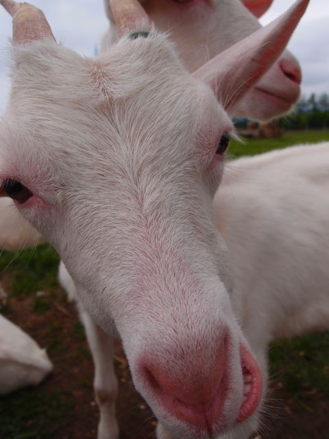 P7083676