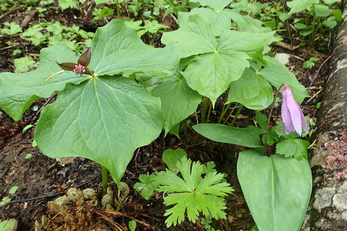 P5250243