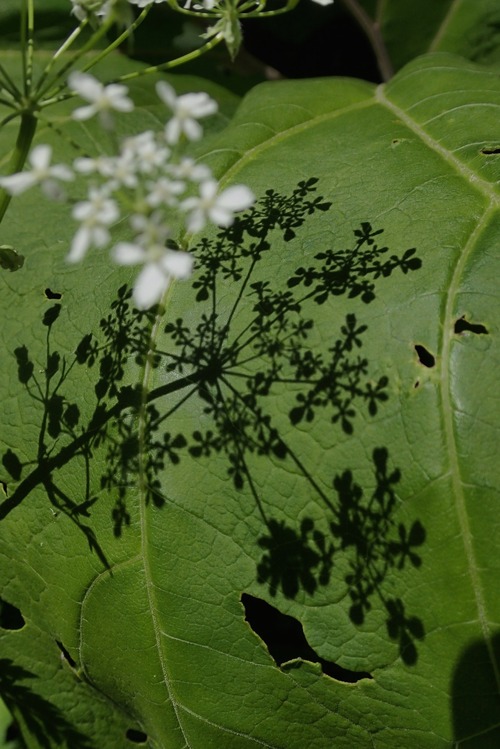 P6060018
