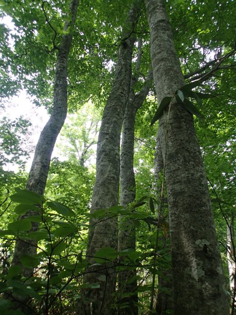 P6260272