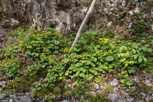 P5285771