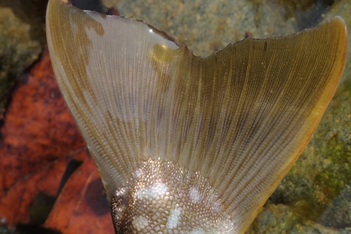 PA050259