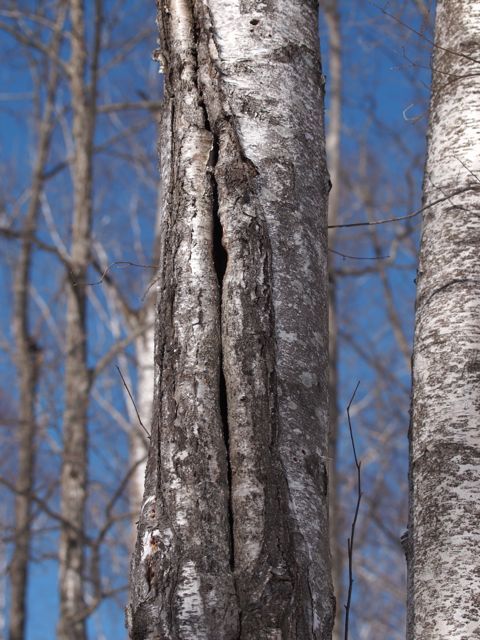 P3132452