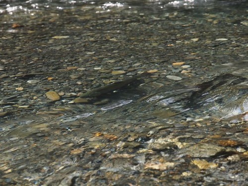 PA028101