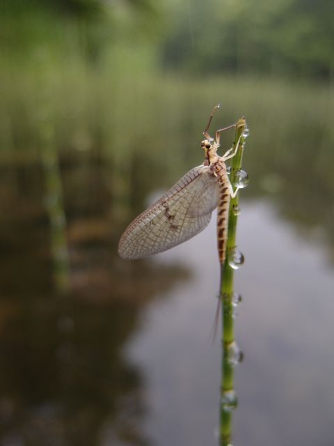 P6202241