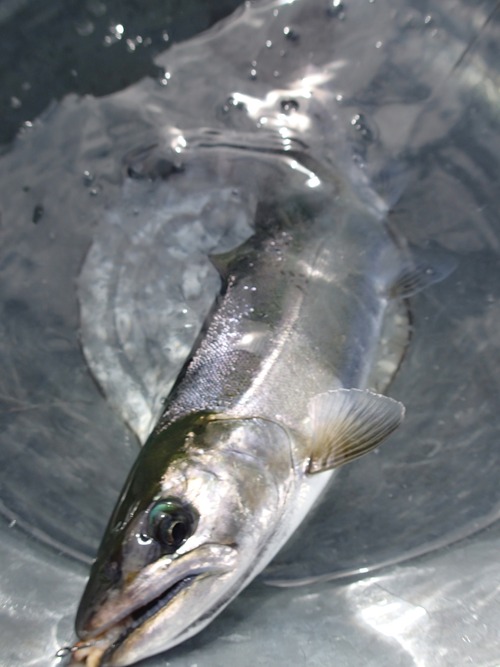 P3150052