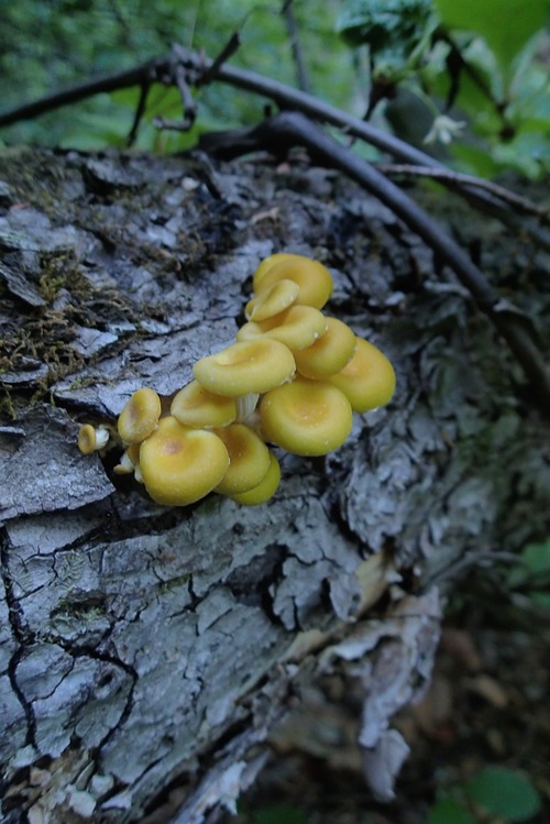 P6060156