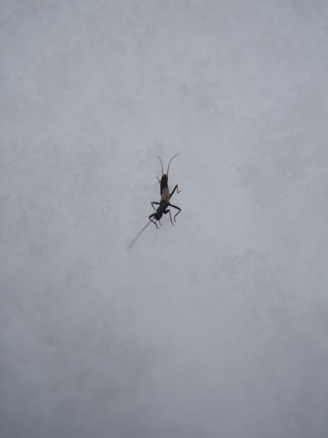 カワゲラ