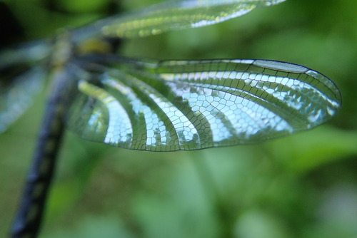 P6060084
