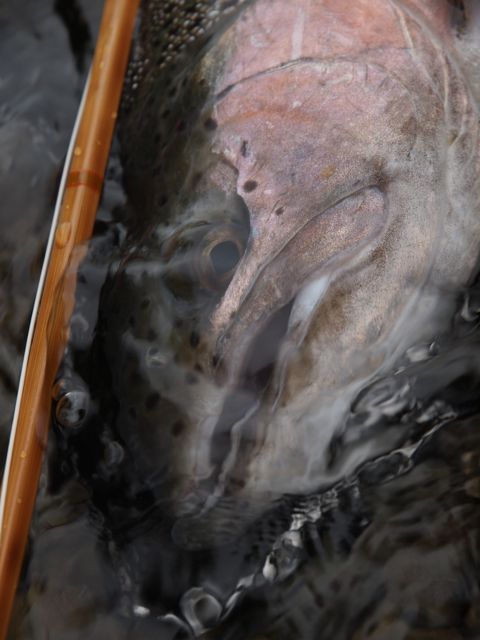P6227205