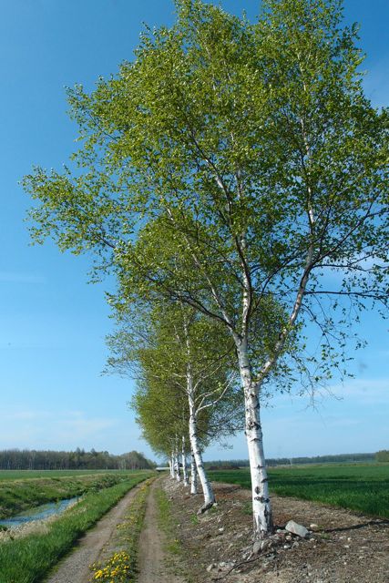 P5265707