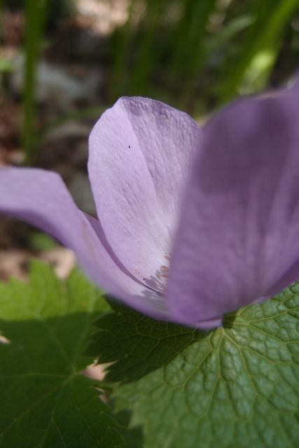 P5315962