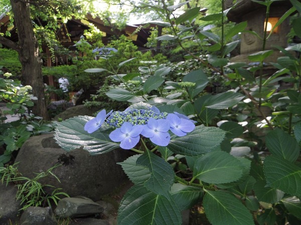 2018.05.27.愛宕山c