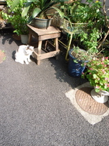 neko