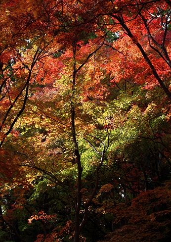 紅葉