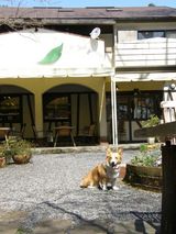 2009izu4