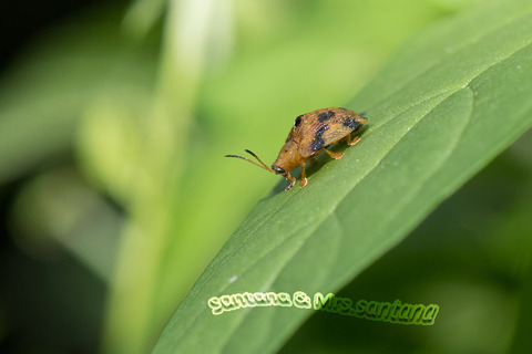 ヨツモンカメノコハムシ2