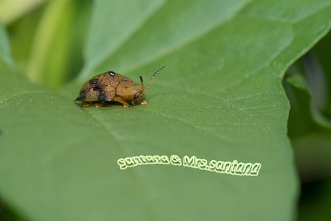 ヨツモンカメノコハムシ4