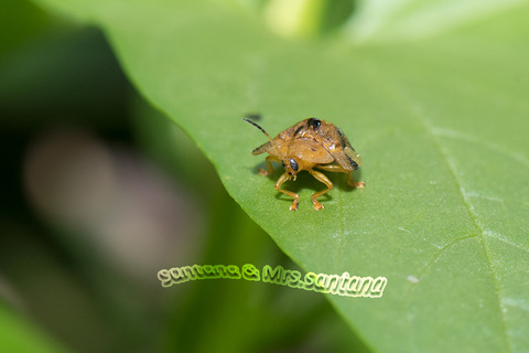 ヨツモンカメノコハムシ3