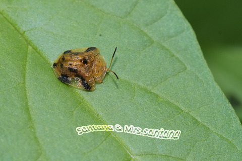 ヨツモンカメノコハムシ1