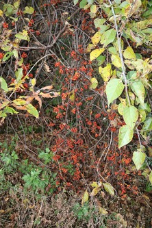 IMG_1135.jpg-1