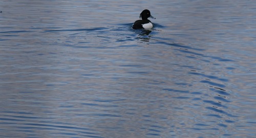 IMG_2641.jpg-1