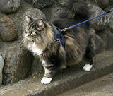 お散歩猫