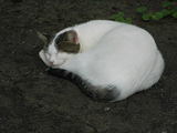 猫2