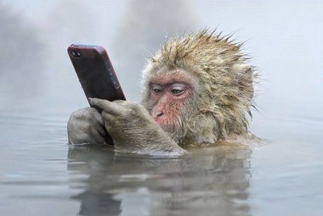 猿もスマホの時代