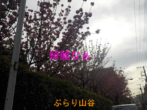 山谷ドヤ街玉姫公園の桜がまだ咲いていて綺麗
