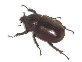 pic_kabuto