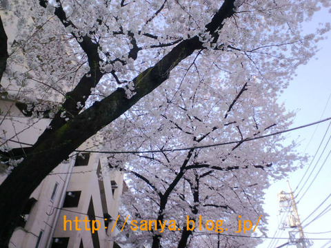 桜が満開