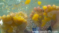 scr2_010