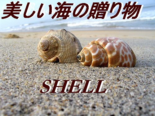 天然貝