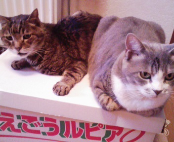 ねこ on the メロン箱
