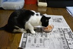 のびお8歳