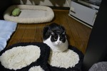 のびお