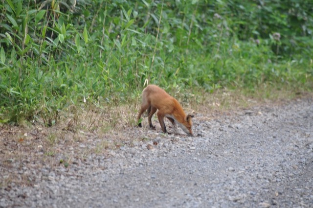 DSC_8605-s