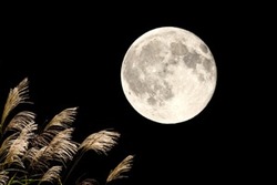 十六夜月3